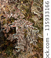 Young hoarfrost covers delicate rosehip leaves. 135933166