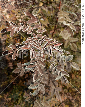 Young hoarfrost covers delicate rosehip leaves. 135933166
