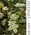 Young hoarfrost covers delicate rosehip leaves. 135933167
