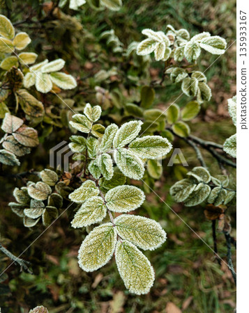 Young hoarfrost covers delicate rosehip leaves. Young hoarfrost covers delicate rosehip leaves. 135933167