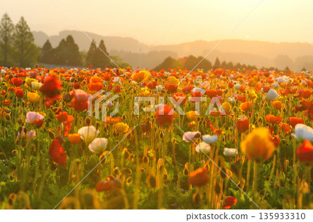 春天生駒高原 135933310