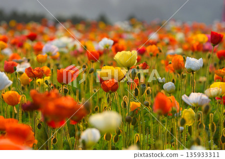 春天生駒高原 135933311