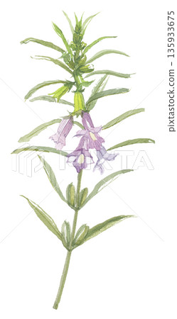 Sesame flowers painted in watercolor Sesame flowers painted in watercolor 135933675
