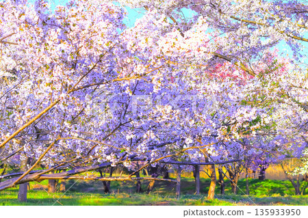 Somei Yoshino cherry blossoms in full bloom under a clear blue sky 135933950