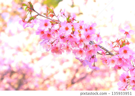 Gorgeous pink cherry blossoms in full bloom signaling the arrival of spring 135933951