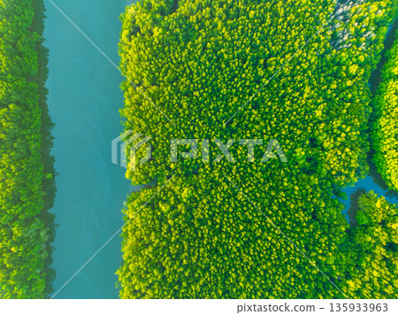 Top view mangrove forest trees,Amazing green nature forest background 135933963