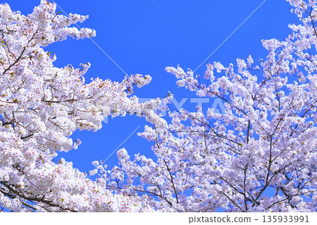 Somei Yoshino in full bloom against the blue sky Somei Yoshino in full bloom against the blue sky 135933991