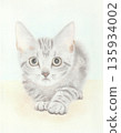 A kitten looking up 135934002