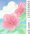 Beautiful tropical hibiscus flowers 135934003