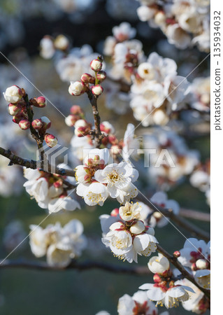 晴朗的天氣裡，白色的梅花盛開。 135934032