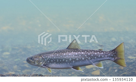 White-spotted char (Chitose Salmon Hometown Museum, now Chitose Salmon Hometown Aquarium) 135934110