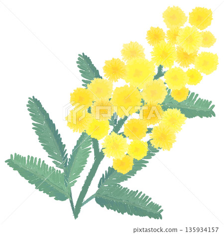 Watercolor hand-drawn illustration of mimosa Watercolor hand-drawn illustration of mimosa 135934157