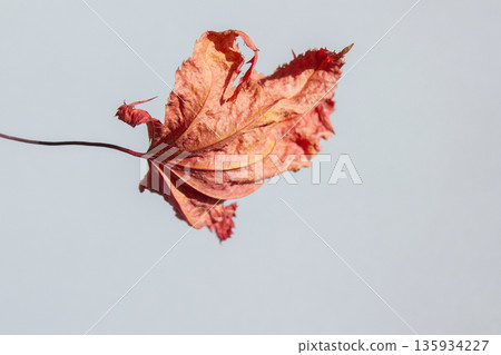 It is a red maple leaf placed on a white background. 135934227