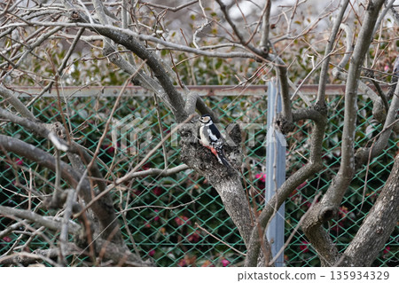 A great spotted woodpecker perched on a persimmon tree searching for food 135934329