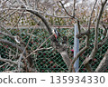 一隻大斑啄木鳥正在柿子樹上啄食。 135934330
