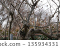 一隻大斑啄木鳥棲息在柿子樹上覓食。 135934331