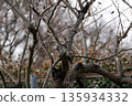 一隻大斑啄木鳥棲息在柿子樹上覓食。 135934332