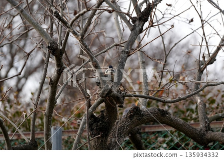 A great spotted woodpecker perched on a persimmon tree searching for food A great spotted woodpecker perched on a persimmon tree searching for food 135934332