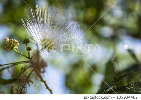 Bright sunlight highlighting fragile beauty, Peaceful closeup of white flower with shimmering pollen and gentle green background 135934462
