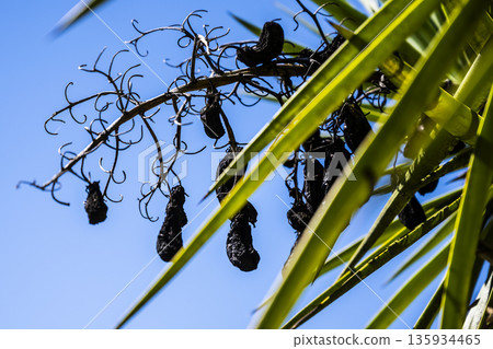 Bright purple berries dangling in shade, Dappled shade reveals vibrant purple berries hanging from sturdy stem for gathering 135934465