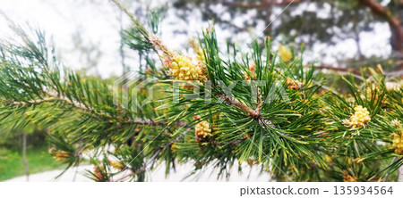 Pine tree closeup: vibrant green needles frame developing male pollen cones. Soft, light background suggests an overcast spring day outdoors Pine tree closeup: vibrant green needles frame developing male pollen cones. Soft, light background suggests an overcast spring day outdoors 135934564