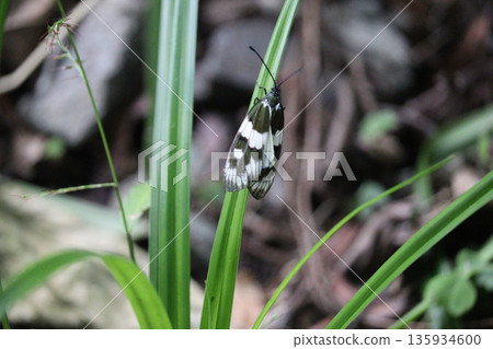 Okinawan flycatcher perched on grass Okinawan flycatcher perched on grass 135934600