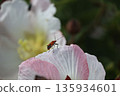 A red spotted stink bug on a Sakishima Hibiscus flower petal 135934601