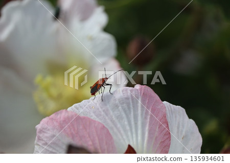 A red spotted stink bug on a Sakishima Hibiscus flower petal A red spotted stink bug on a Sakishima Hibiscus flower petal 135934601
