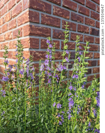 close up Rosemary herb leaf and flower in red brick wall background. close up Rosemary herb leaf and flower in red brick wall background. 135934647