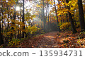 Autumn Forest Path Sunbeams . Nature Concept. Generated Image 135934731