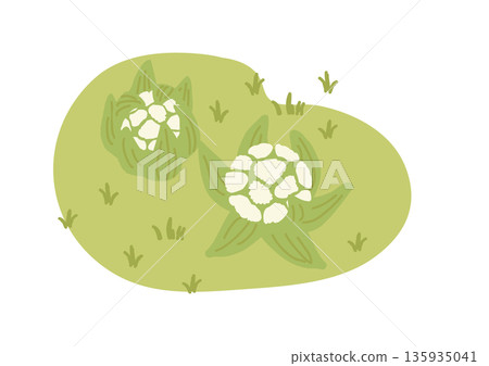 Butterbur illustration 135935041