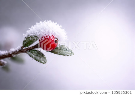 一幅描繪雪覆蓋的樹枝的插圖 135935301