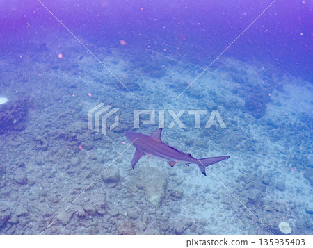 Large and beautiful blacktip sharks and more. Hirizohama, Minamiizu-cho, Nakagi, Izu Peninsula, Shizuoka Prefecture - 2025 One of Japan's leading snorkeling spots 135935403