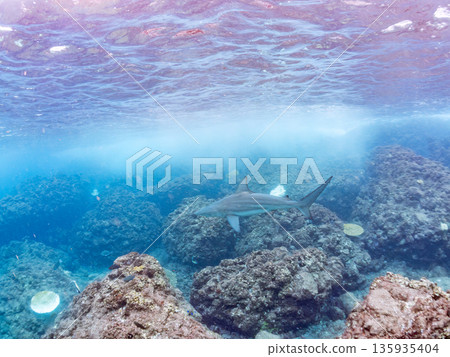 Large and beautiful blacktip sharks and more. Hirizohama, Minamiizu-cho, Nakagi, Izu Peninsula, Shizuoka Prefecture - 2025 One of Japan's leading snorkeling spots 135935404