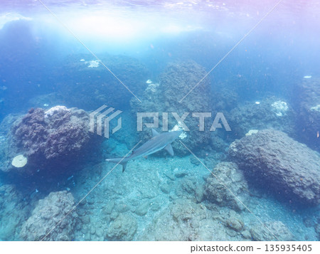 Large and beautiful blacktip sharks and more. Hirizohama, Minamiizu-cho, Nakagi, Izu Peninsula, Shizuoka Prefecture - 2025 One of Japan's leading snorkeling spots 135935405