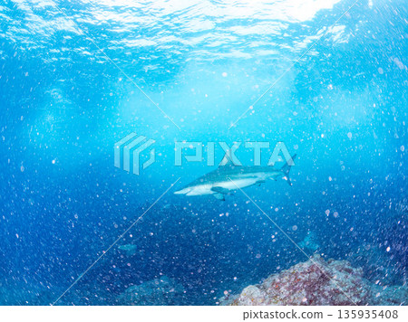 體型碩大、容貌美麗的黑鰭鯊等等。日本靜岡縣伊豆半島中城南伊豆町平枝濱 - 2025 日本頂級浮潛勝地之一 135935408