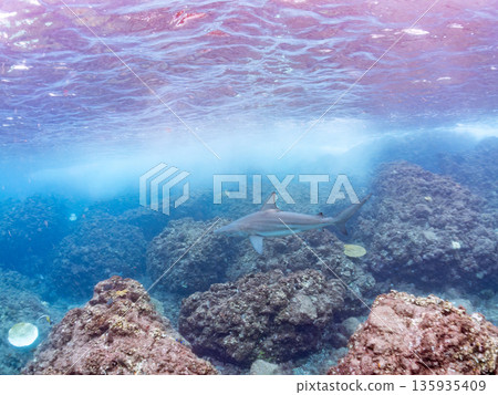 體型碩大、容貌美麗的黑鰭鯊等等。日本靜岡縣伊豆半島中城南伊豆町平枝濱 - 2025 日本頂級浮潛勝地之一 135935409