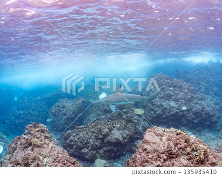 Large and beautiful blacktip sharks and more. Hirizohama, Minamiizu-cho, Nakagi, Izu Peninsula, Shizuoka Prefecture - 2025 One of Japan's leading snorkeling spots 135935410