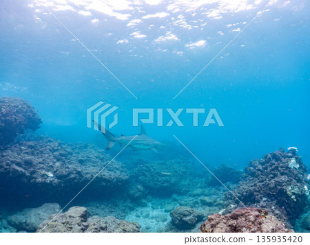 Large and beautiful blacktip sharks and more. Hirizohama, Minamiizu-cho, Nakagi, Izu Peninsula, Shizuoka Prefecture - 2025 One of Japan's leading snorkeling spots 135935420