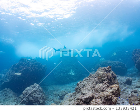 Large and beautiful blacktip sharks and more. Hirizohama, Minamiizu-cho, Nakagi, Izu Peninsula, Shizuoka Prefecture - 2025 One of Japan's leading snorkeling spots Large and beautiful blacktip sharks and more. Hirizohama, Minamiizu-cho, Nakagi, Izu Peninsula, Shizuoka Prefecture - 2025 One of Japan's leading snorkeling spots 135935421