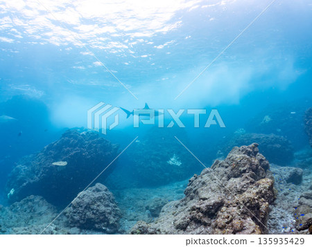 Large and beautiful blacktip sharks and more. Hirizohama, Minamiizu-cho, Nakagi, Izu Peninsula, Shizuoka Prefecture - 2025 One of Japan's leading snorkeling spots 135935429