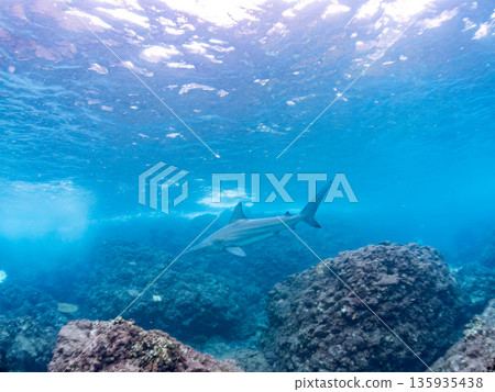 體型碩大、容貌美麗的黑鰭鯊等等。日本靜岡縣伊豆半島中城南伊豆町平枝濱 - 2025 日本頂級浮潛勝地之一 135935438