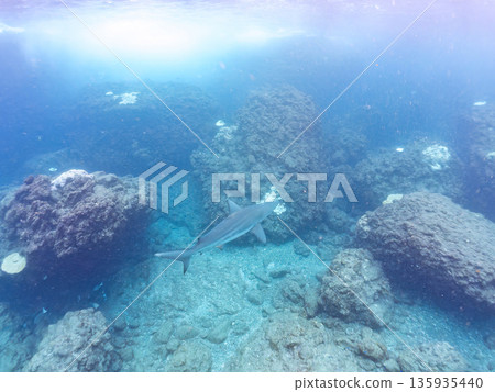 體型碩大、容貌美麗的黑鰭鯊等等。日本靜岡縣伊豆半島中城南伊豆町平枝濱 - 2025 日本頂級浮潛勝地之一 135935440