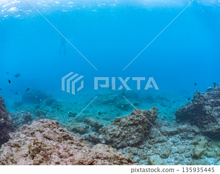 體型碩大、容貌美麗的黑鰭鯊等等。日本靜岡縣伊豆半島中城南伊豆町平枝濱 - 2025 日本頂級浮潛勝地之一 135935445