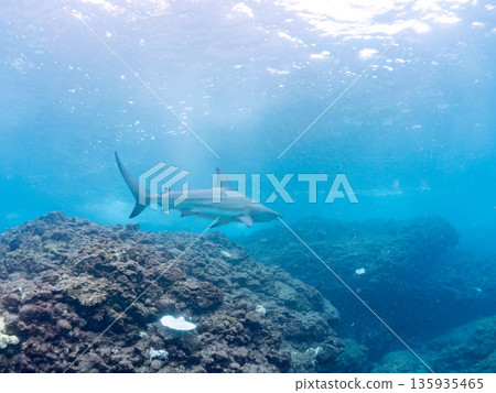 Large and beautiful blacktip sharks and more. Hirizohama, Minamiizu-cho, Nakagi, Izu Peninsula, Shizuoka Prefecture - 2025 One of Japan's leading snorkeling spots Large and beautiful blacktip sharks and more. Hirizohama, Minamiizu-cho, Nakagi, Izu Peninsula, Shizuoka Prefecture - 2025 One of Japan's leading snorkeling spots 135935465