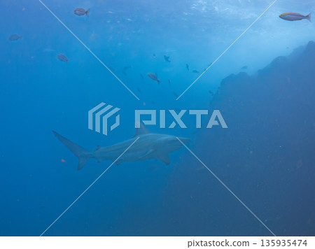 Large and beautiful blacktip sharks and more. Hirizohama, Minamiizu-cho, Nakagi, Izu Peninsula, Shizuoka Prefecture - 2025 One of Japan's leading snorkeling spots 135935474