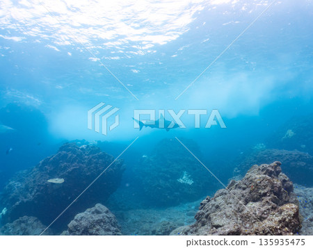 Large and beautiful blacktip sharks and more. Hirizohama, Minamiizu-cho, Nakagi, Izu Peninsula, Shizuoka Prefecture - 2025 One of Japan's leading snorkeling spots Large and beautiful blacktip sharks and more. Hirizohama, Minamiizu-cho, Nakagi, Izu Peninsula, Shizuoka Prefecture - 2025 One of Japan's leading snorkeling spots 135935475