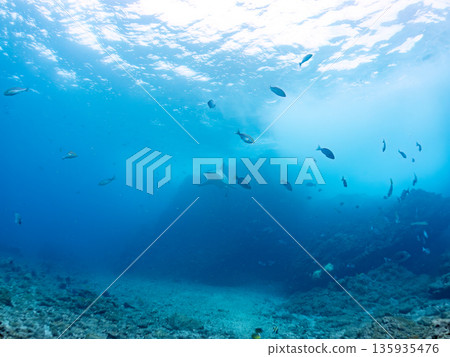 Large and beautiful blacktip sharks and more. Hirizohama, Minamiizu-cho, Nakagi, Izu Peninsula, Shizuoka Prefecture - 2025 One of Japan's leading snorkeling spots 135935476