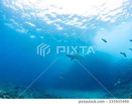 Large and beautiful blacktip sharks and more. Hirizohama, Minamiizu-cho, Nakagi, Izu Peninsula, Shizuoka Prefecture - 2025 One of Japan's leading snorkeling spots 135935490