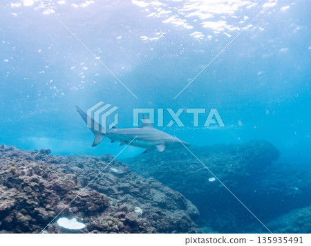 Large and beautiful blacktip sharks and more. Hirizohama, Minamiizu-cho, Nakagi, Izu Peninsula, Shizuoka Prefecture - 2025 One of Japan's leading snorkeling spots 135935491